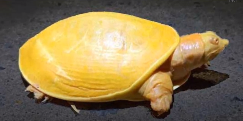 U Nepalu je pronađena zlatna kornjača, nauka i religija daju različita objašnjenja