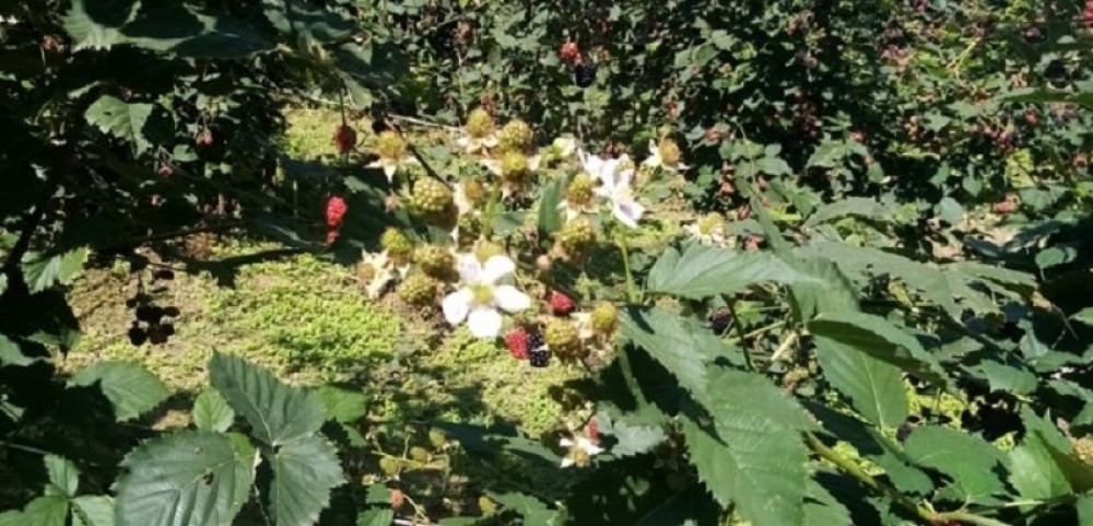 Usred leta procvetale kupine