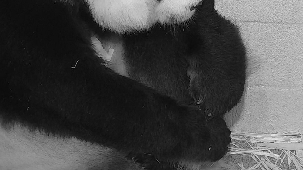 Prenos porođaja minijaturne pande "pukao" zbog prebukiranosti! (FOTO)