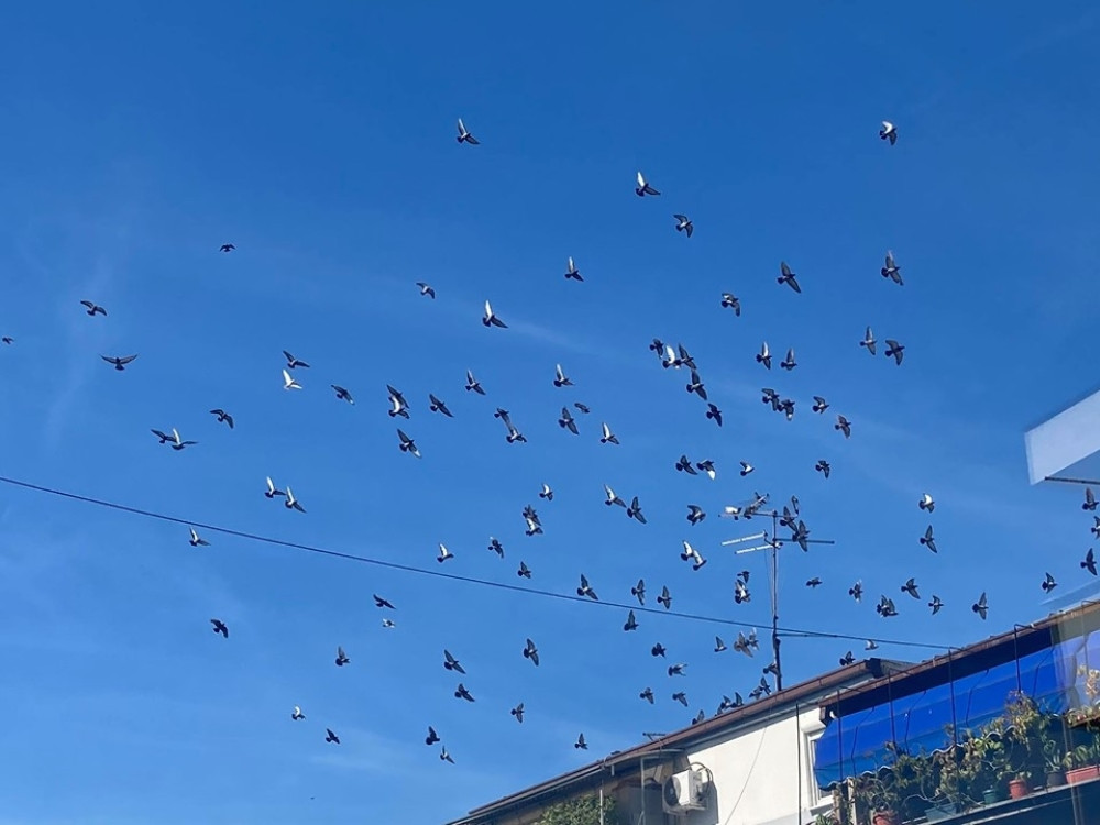 Proglašena nova značajna područja za ptice u Srbiji