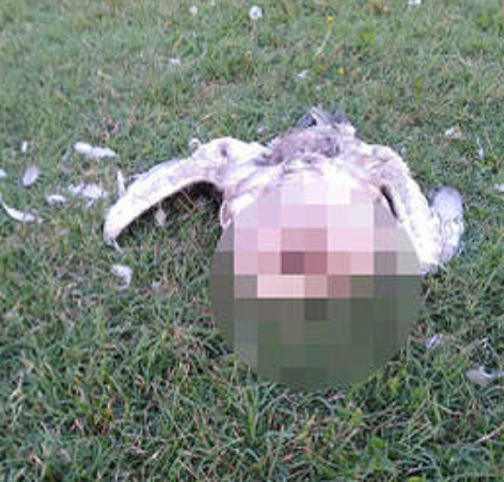 Užas - zaštićena vrsta labuda zatečena obezglavljena! (FOTO)