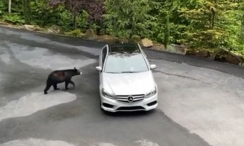 Medved prišao automobilu i otvorio vrata, a onda je muškarac počeo da vrišti (VIDEO)