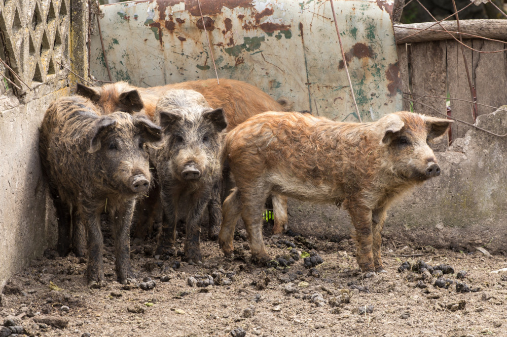 Milijarder Elon Mask počeo čipovanje životinjskih mozgova