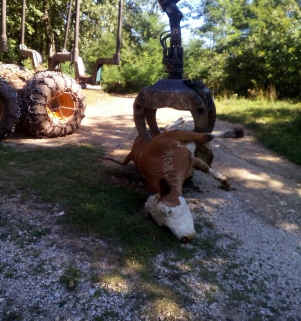 "Jedna krava se tresla i ispuštala strašne krike, druge dve su takođe loše"