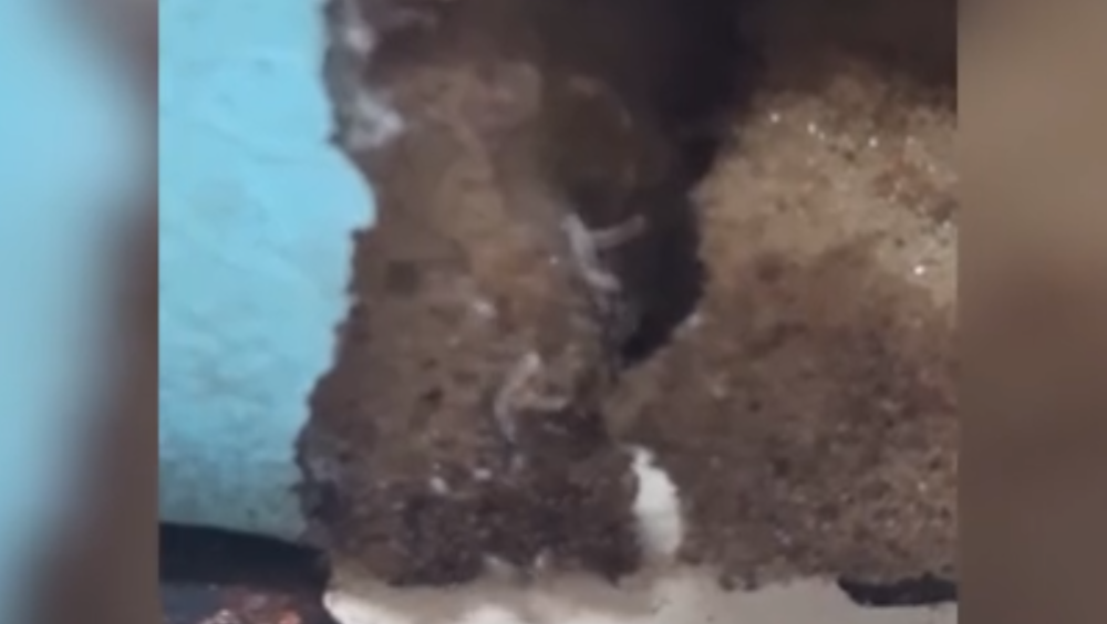 Jeziv snimak iz najbolje kubanske bolnice zgadio je planetu! Pacijent leži na buđavom dušeku unutar kog gmižu crvi (VIDEO)