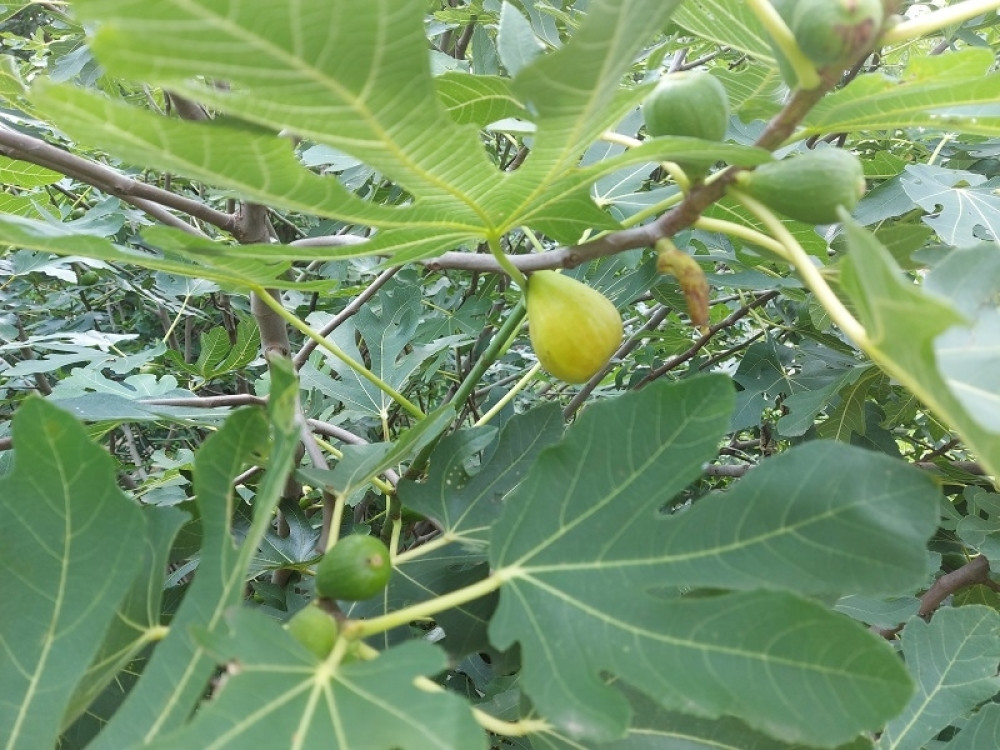 Čaj od smokvinog lista reguliše šećer, evo kako se sprema