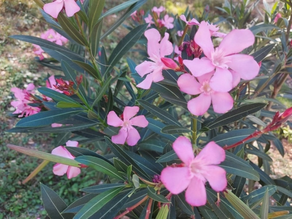 Oprez, sigurno jednu držite u saksiji!