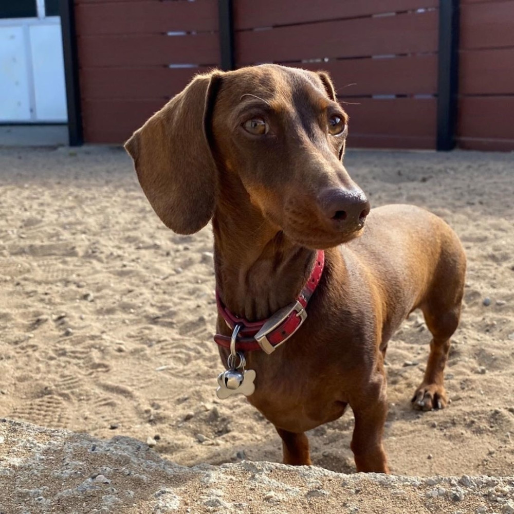 Pas napušten zbog korona virusa prešao 16.000 km kako bi došao do vlasnika!