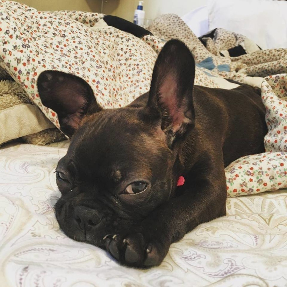 Ukoliko planirate da kupite štene, evo nekoliko načina kako da ga dresirate