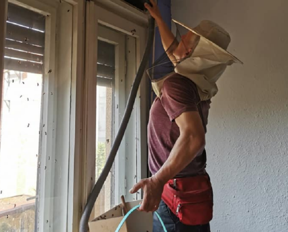 U prozoru jednog stana u centru Beograda zatečen je čudan prizor: Neobična buka danima je uznemiravala stanare, a onda su rešili da podignu drvo (FOTO)