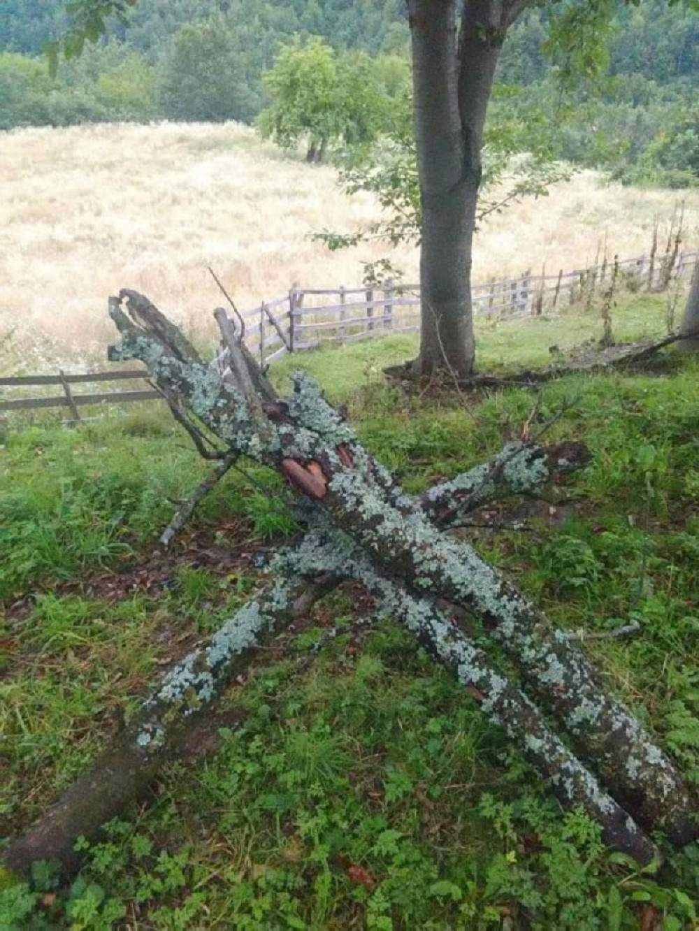 Otkrivena lokacija gde je dečak (13) opštio sa ovcom (FOTO)