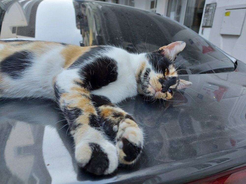 Evo zašto mačke vole da legnu na laptop