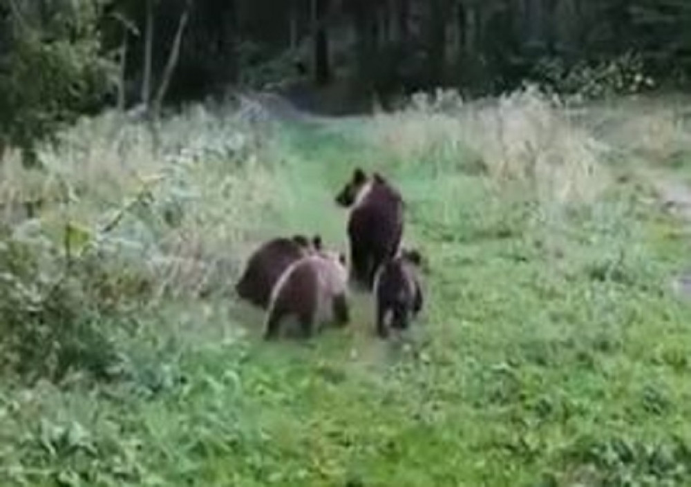 Uvećava se broj mrkih medveda u Srbiji (VIDEO)