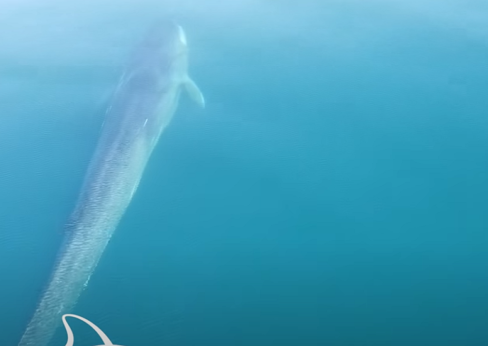 Kit dug 15 metara kruži Jadranom, vreba velika opasnost (VIDEO)