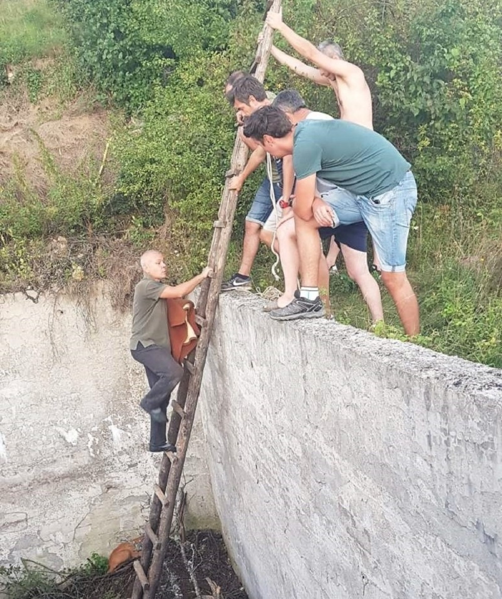 Divljač bežala od pasa pa upala u bazen dubok pet metara