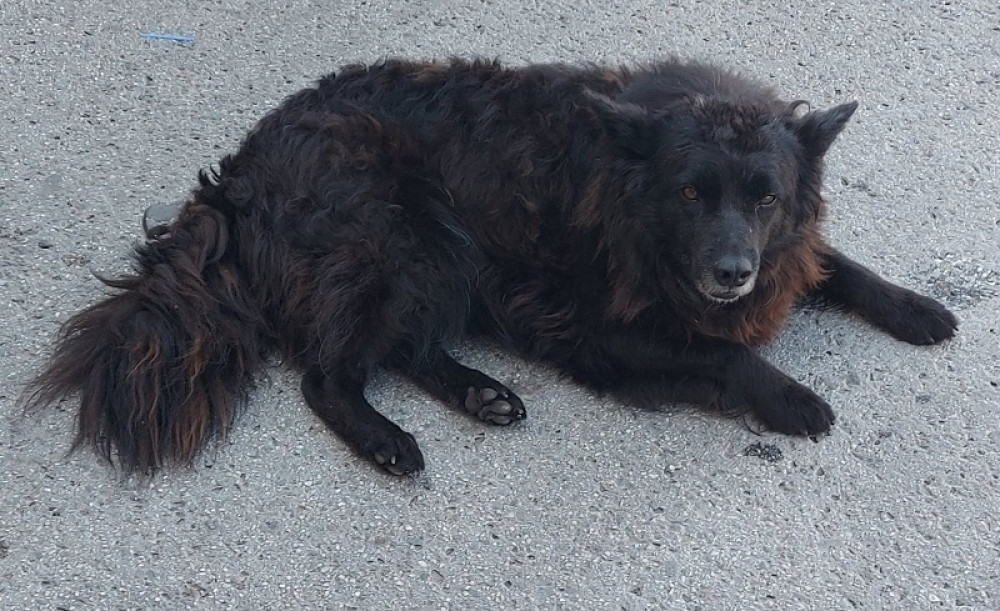 Iz lovačke puške ranio psa, pa ga ubio sekirom