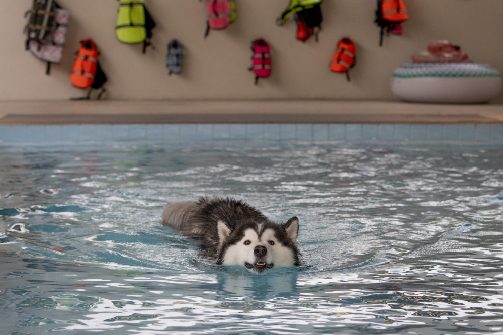 Urnebesni prizori simpatičnog haskija koji sabotira svaku fotografiju (FOTO)
