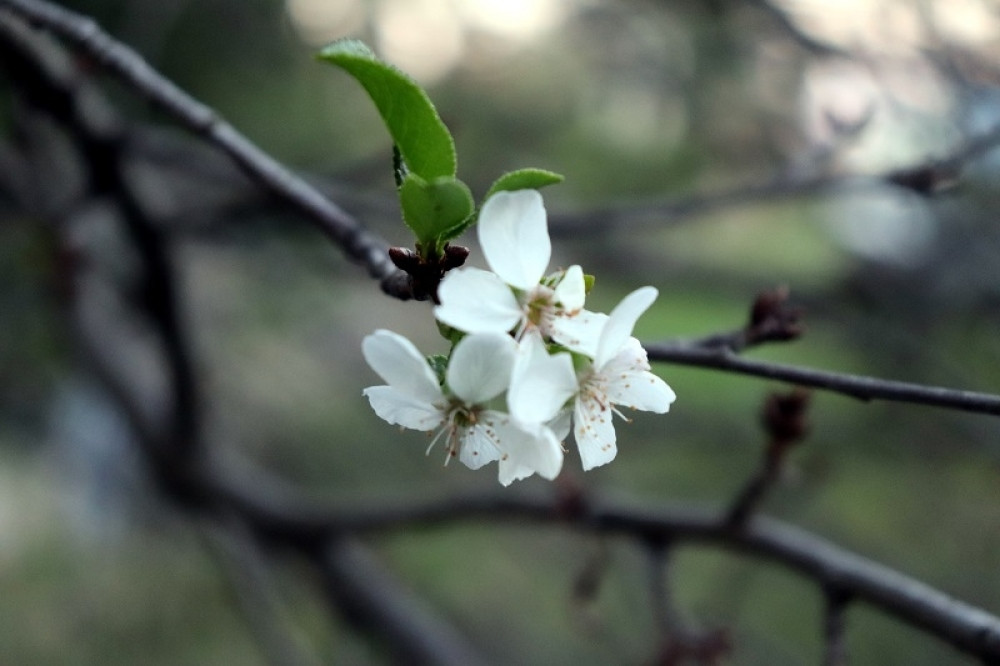 Procvetale višnje kraj Velike Morave, meštani kažu da to otkriva kakva nas zima čeka