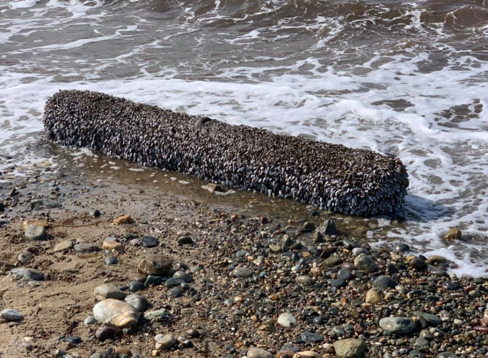 Šetao je pored mora i samo sekund kasnije shvatio da je pronašao nešto što ga je učinilo OZBILJNO BOGATIM!