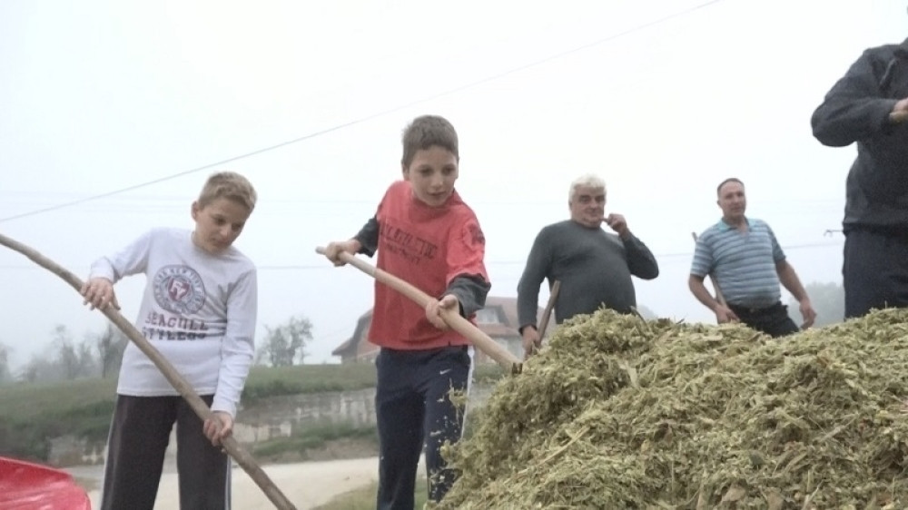 Složne komšije od rane zore zajedno na njivi, čuvaju stari običaj od zaborava (FOTO)