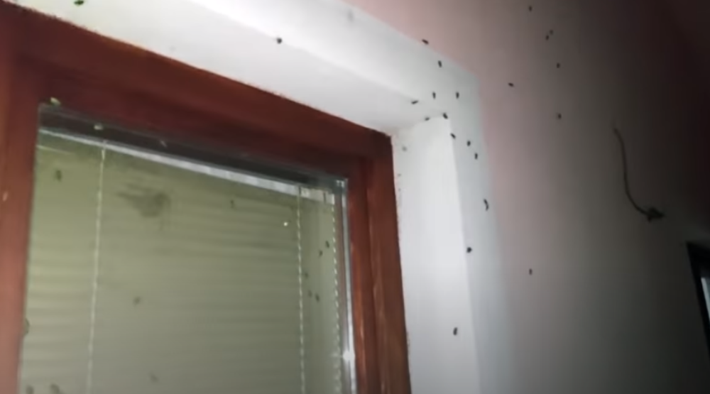 Ulazi nam u stanove i uništava sve pred sobom