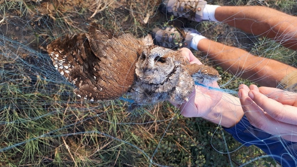 Ponovo zastrašujući prizori uginulih ptica (FOTO)
