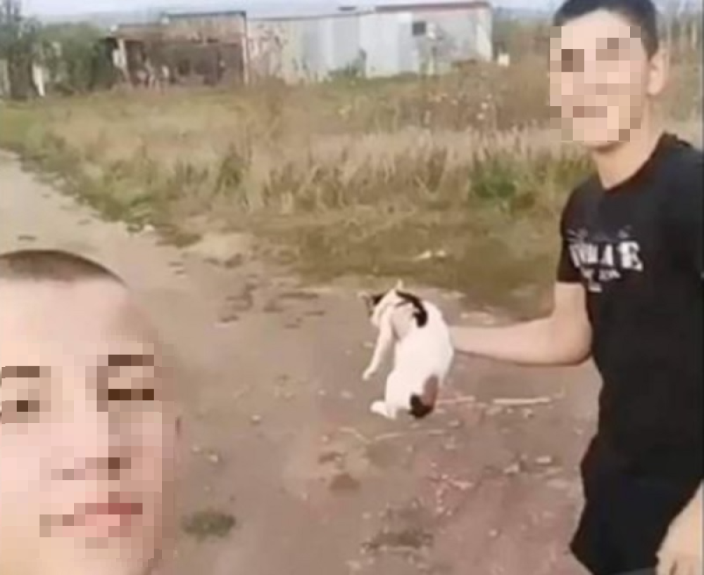 Maloletni monstrumi iz Leskovca ubili mačku, pa se pohvalili (UZNEMIRUJUĆI VIDEO)