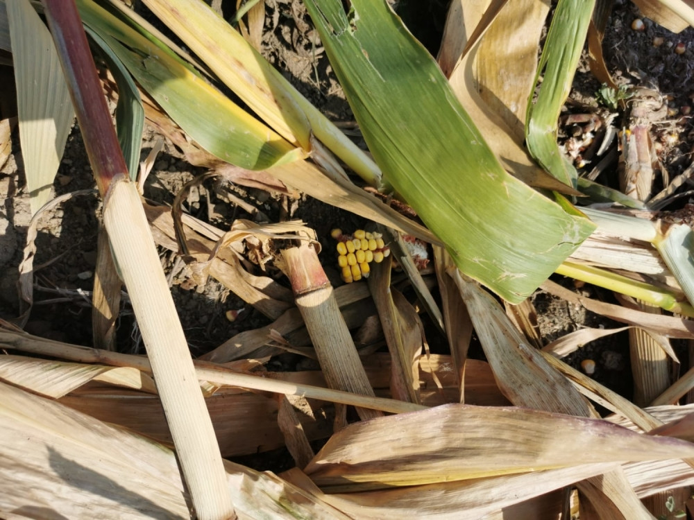 Zemlju na korišćenje moći će da uzmu i tek registrovana poljoprivredna gazdinstva