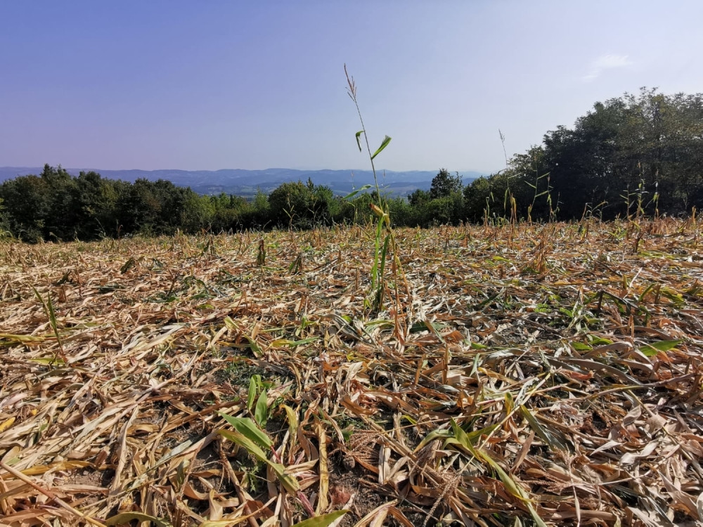 Ono što su posle otkrili ih je ostavilo u šoku! (VIDEO)