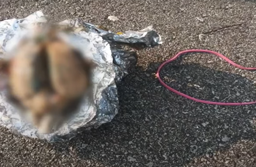 Šetao je pored mora, pronašao je zamotanu kesicu, iz radoznalosti je otvorio ali otkrio jezivu stvar! (VIDEO)