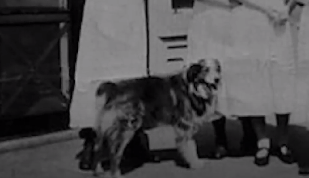 Bobi je zbog svoje porodice izveo podvig zbog kojeg ga i danas slave