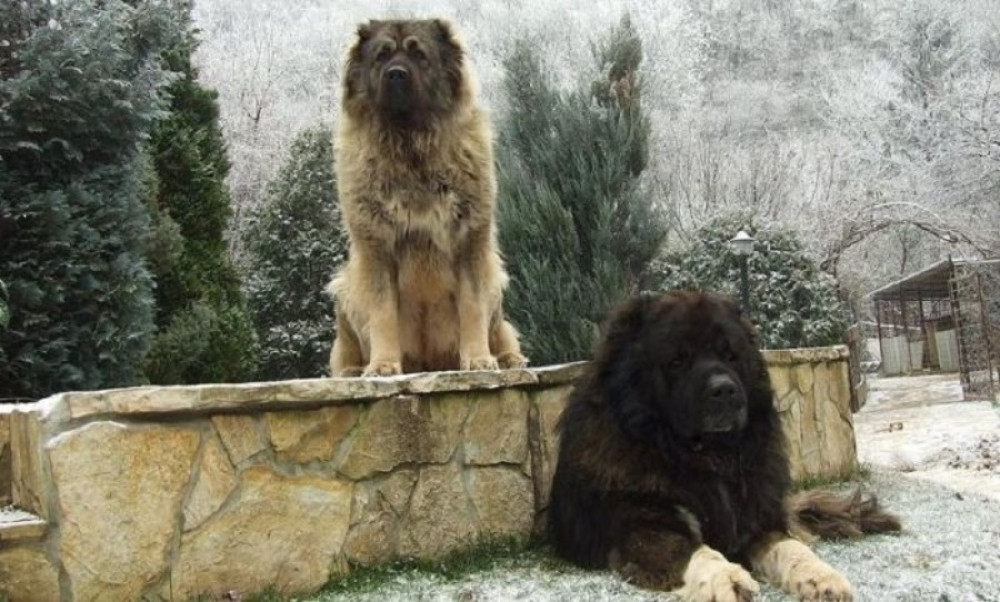 Ovako su srpski šarplaninci odbranili srpsko selo i seljane od američke vojske