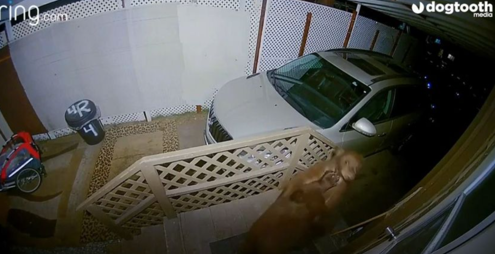 Mislili su da im neko provaljuje u kuću, a kad su pogledali u kamere - zapanjili su se (VIDEO)