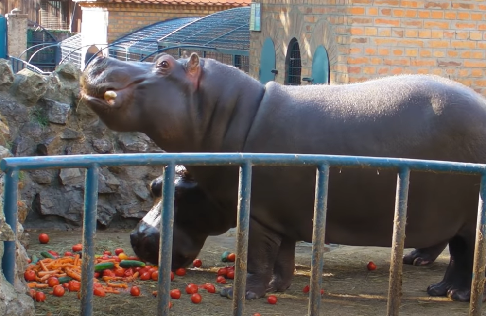 Jeziva urbana legenda 65 godina kola Beogradom!