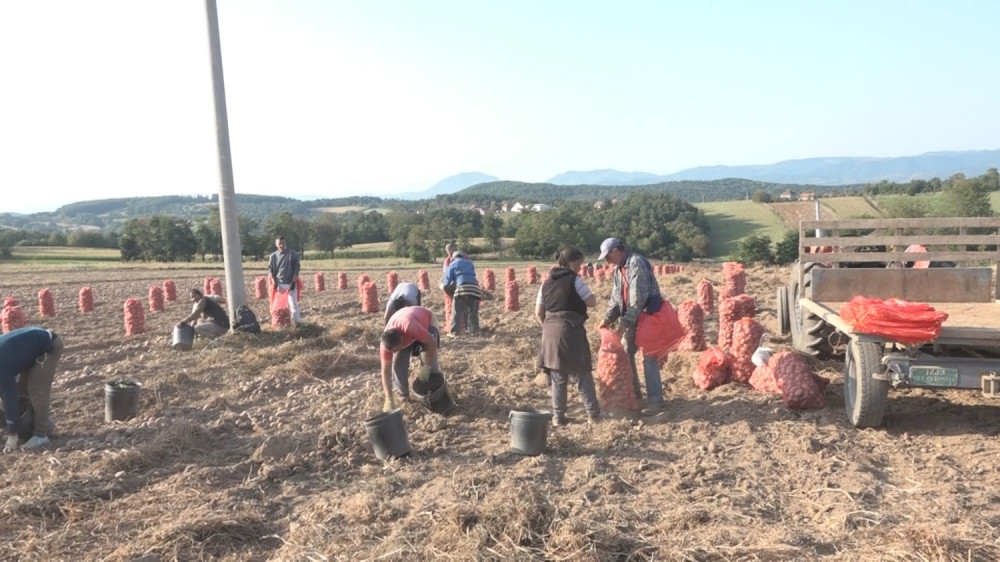 Svetozar je izvadio džinovski krompir, ovako nešto se nije dogodilo decenijama u selu (FOTO)