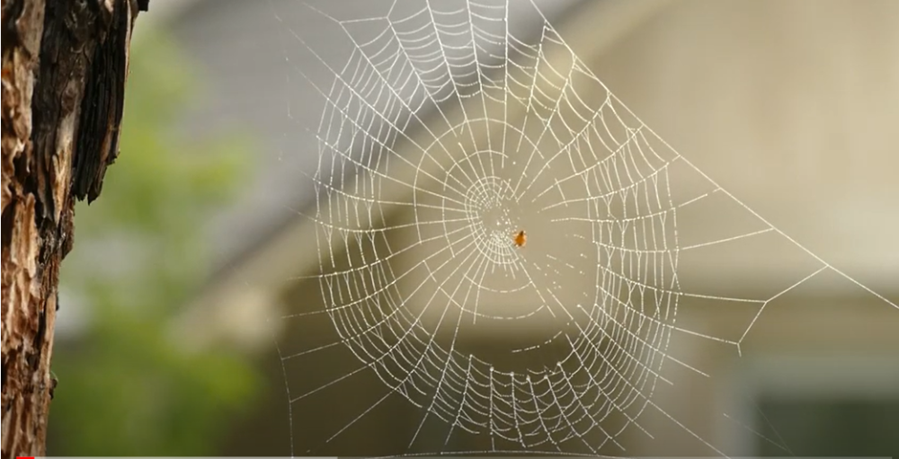Nikako ne izbacujte pauka iz kuće, evo i zašto