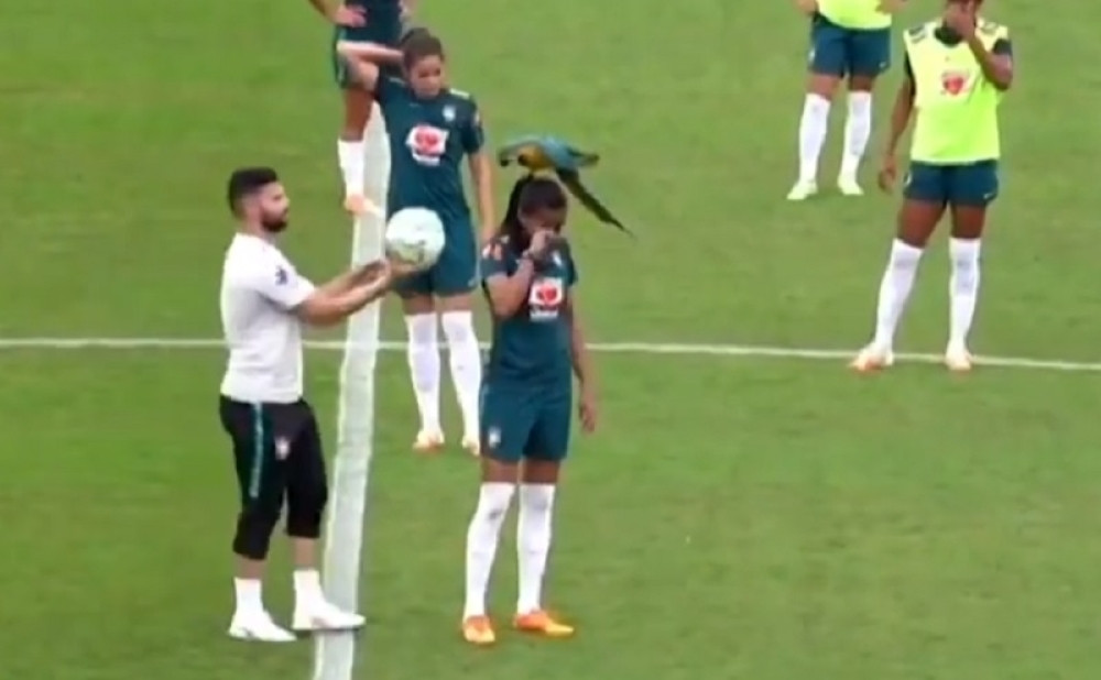 Neviđena ludnica - uleteo na meč, skočio joj na glavu... (VIDEO)