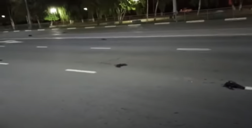 Padale su sa neba mrtve ptice (VIDEO)