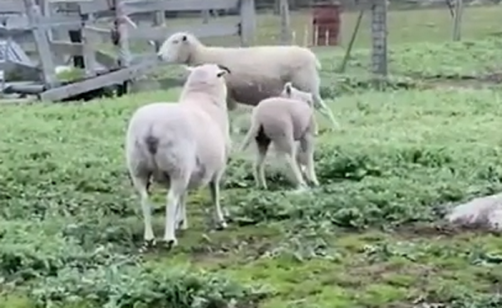 Rođeno jagnje sa pet nogu, a evo gde mu se nalazi suvišni ud (VIDEO)