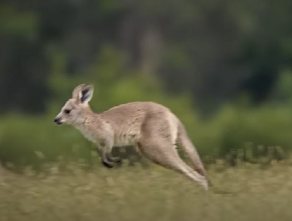 Kengur pobegao iz zoološkog vrta, obećana nagrada onom ko ga pronađe