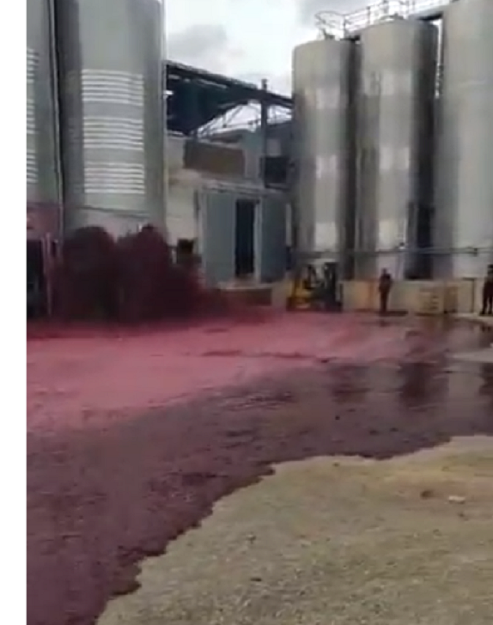 Evo kako izgleda kada se izlije 50.000 litara vina (VIDEO)