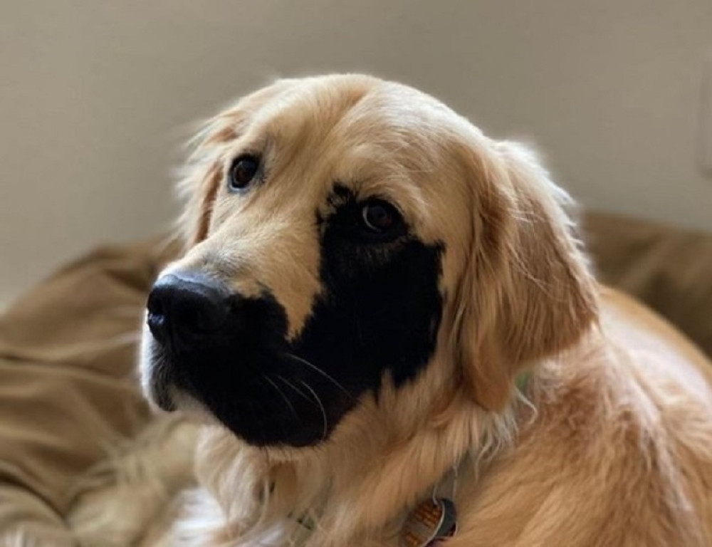Zbog svoje genetske mutacije ovaj zlatni retriver osvojio je srca na Instagramu (FOTO)