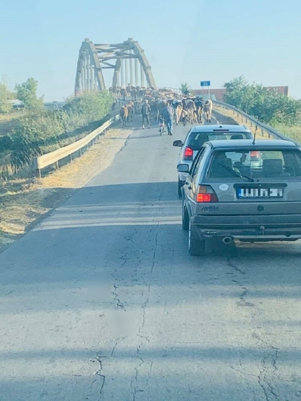 Opasnost na putu! Krdo izletelo pred vozača Dejana, jedva izbegao nesreću (VIDEO)