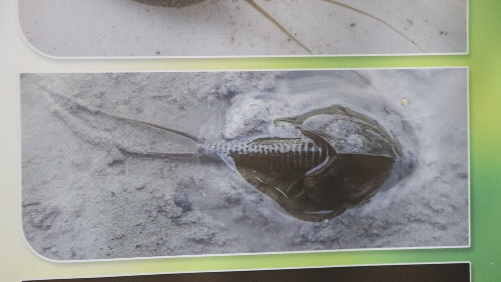 Pronađena životinja starija od dinosaurusa, ŽIVI FOSIL