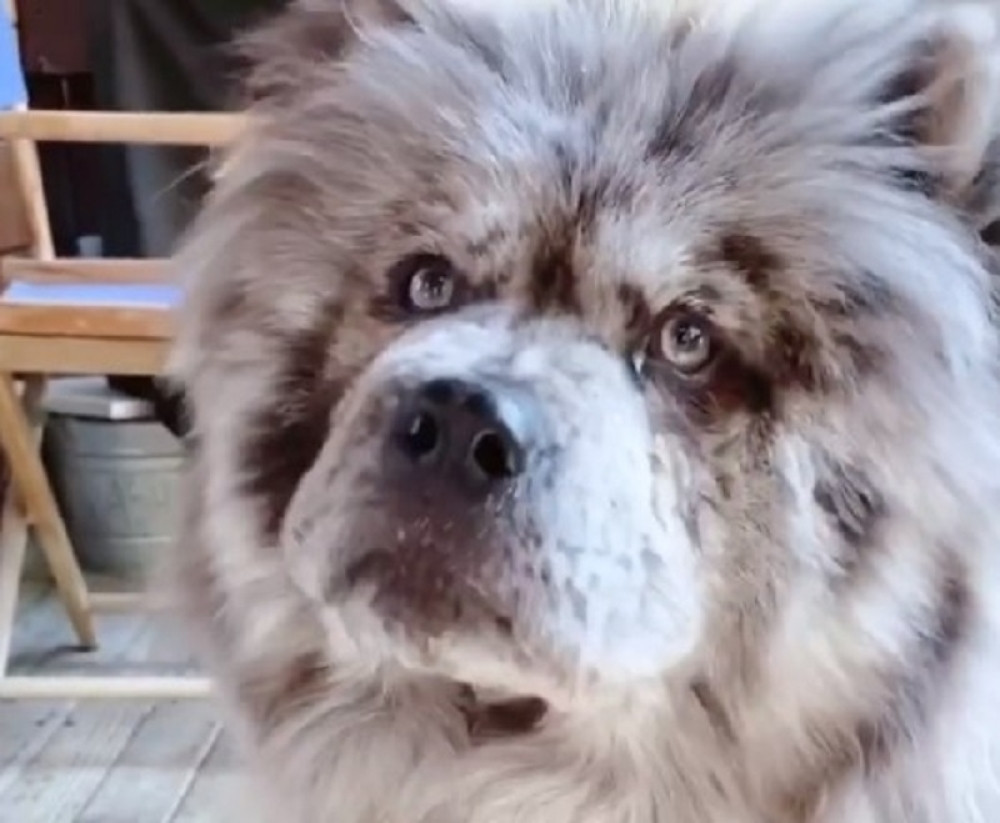 Fotografije neodoljivog psa postale viralne, vlasnici kažu da je sve popularniji (FOTO)