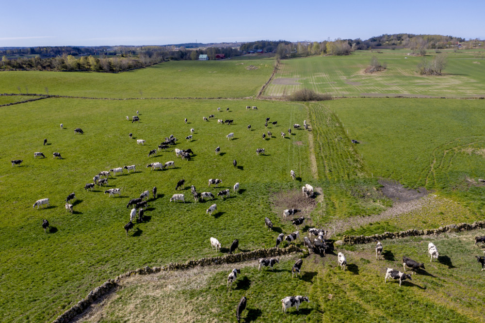 Dečak iz Banatske Topole je dve godine skupljao pare, i tajno ga kupio, roditelji su pristali da ostane tek kada je dao obećanje!