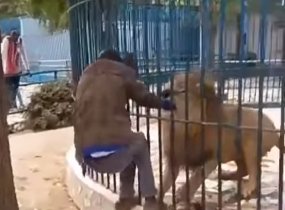 Lav zgrabio radnika zoološkog vrta! (UZNEMIRUJUČI VIDEO)