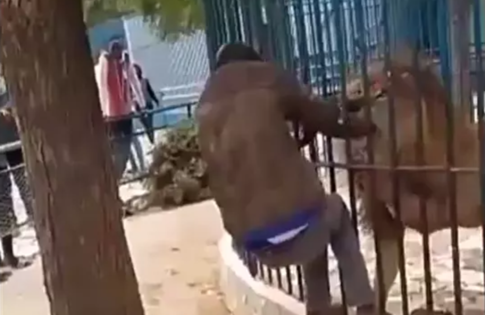 Radnik zoo vrta želeo da impresionira posetioce, pa se uhvatio u koštac sa opakom zveri (UZNEMIRUJUĆI SNIMAK)