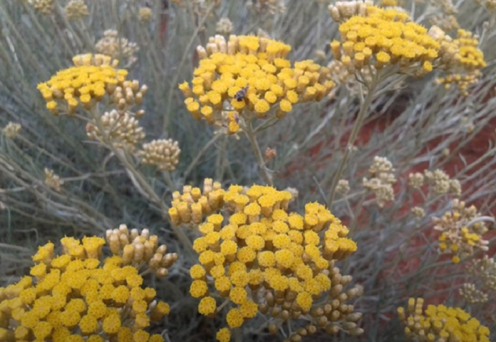"Potencijalni lek protiv korone raste u Hercegovini"