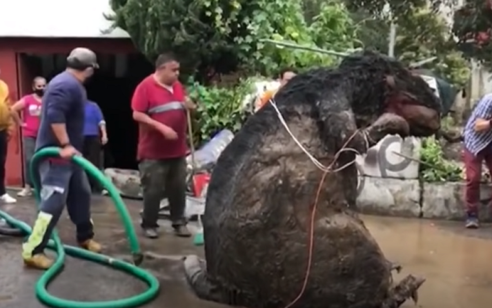 Radnici iz kanalizacije izvukli pacova veličine automobila (VIDEO)